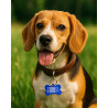 %product-name% dog