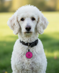SOS Pet Tag "Round" Silicone Purple